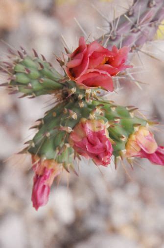 More Cactus Flowers From Tucson Cactus Flower Cactus And Succulents