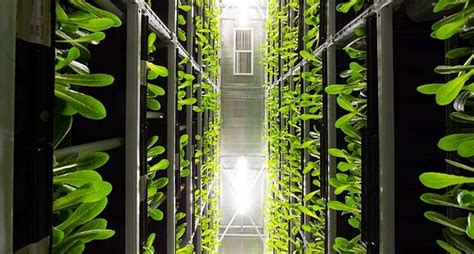 17 Biggest Companies In Vertical Farming Today Hortimedia