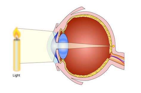 GCSE Biology The Eye Diagram Quizlet