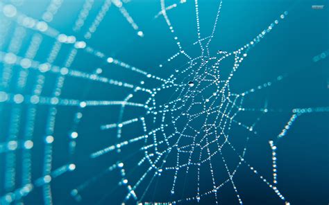 Spider Web Wallpaper 2560x1600 46663