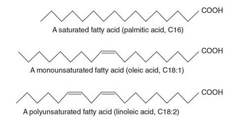 Fatty Acids Definition Classification Types Functions