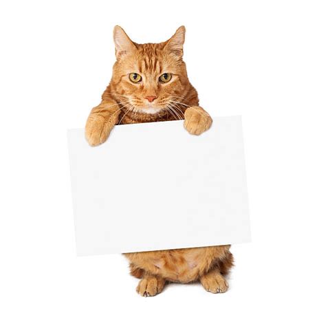 Cat With Sign Stock Photos Pictures And Royalty Free Images Istock