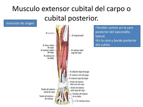 Musculo Flexor Cubital Del Carpo