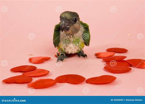 Young Baby Parrot And Hearts Stock Photo Image Of Domestic Mammal