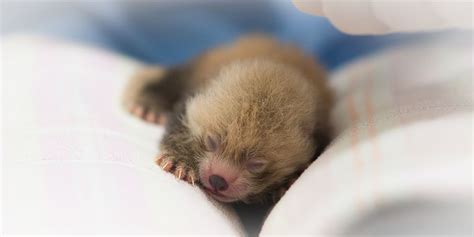 I For One Welcome Our Newborn Red Panda Overlords Mnn