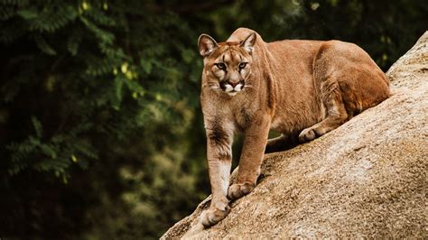 Cougar 4k Hd Wallpaper Rare Gallery