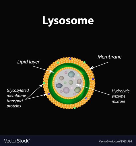 Anatomy Of The Lysosome Vector Diagram For Medical Use Vector Gambaran