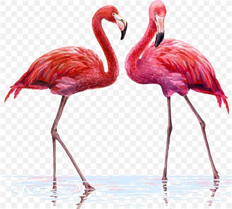 Flamingo Illustration Png 970x878px Drawing Beak Bird Canvas