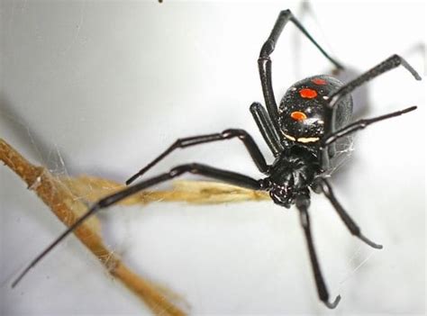 The black widow spider usually preys on other insects, but they will occasionally prey on other spiders, woodlice, chilopods and diplopods as well. Baby Black Widow Spider Facts and Pictures | HowChimp