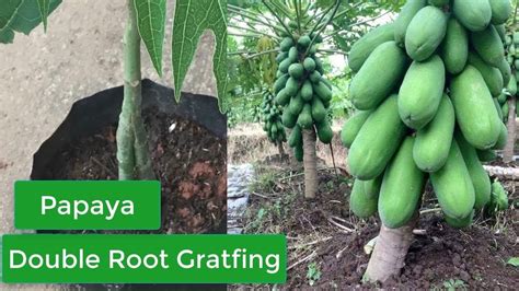 How To Grafting Papaya Tree Double Root Sokha Chetra Papaya Tree Papaya Grafting