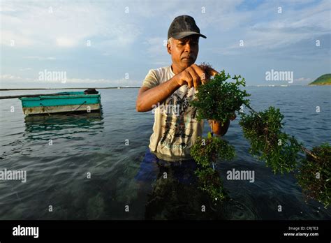 A Seaweed Farmer Harvesting Seaweed Kutuh Bali Indonesia Stock Photo