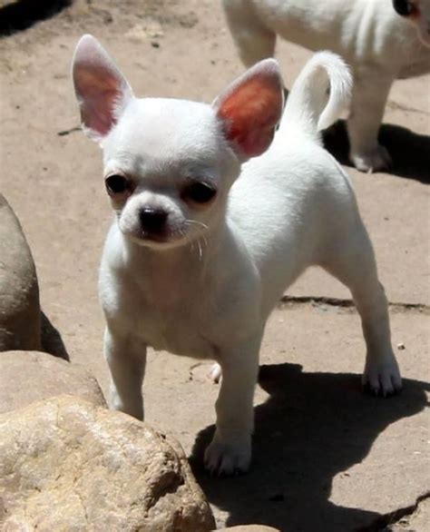 Mini Toy Chihauhua Puppies For Adoption