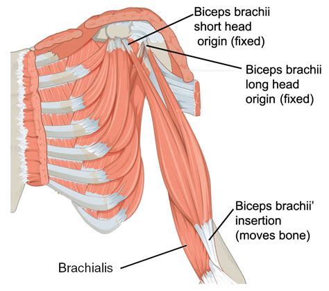 The following tables list some specific muscles in the human body by region of the body with links to pages about the specific muscles and/or pages that. Muscles of the upper arm | Human Anatomy and Physiology ...