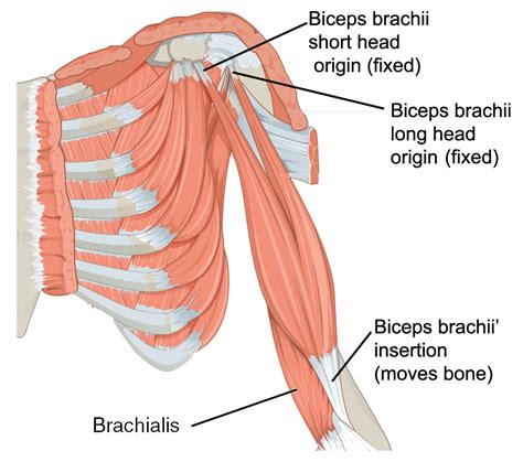 Gross anatomy of muscles of arm including deltoid, supraspinatus, infraspinatus, subscapularis, coracobrachialis, biceps brachii, brachealis, triceps. Muscles of the upper arm | Human Anatomy and Physiology ...