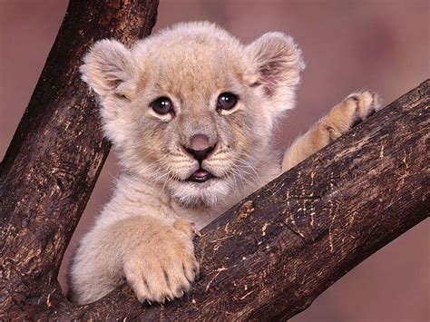 1920x1080px 1080p Free Download Lion Cub Bonito Baby Lion Animal