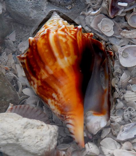 Florida Fighting Conch Shell Photographed Live In A Tidepo Flickr