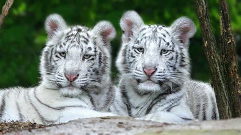 White Tiger Cubs Wallpaper Wallpapersafari