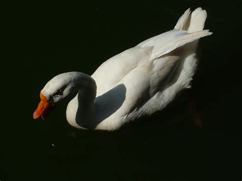 Free Images Wing White Lake Beak Fauna Swan Duck Goose