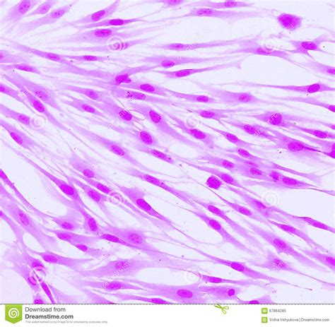 Human Skin Cell Under Microscope Labeled Micropedia