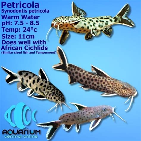 Catfish Featherfin Catfish Synodontis Eupterus 6cm Aquarium Central