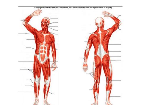 This Is A Quiz Called Human Muscular System Diagram And Was Created By