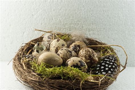 Free Images Branch Food Produce Egg Twig Bird Nest Birds Nest