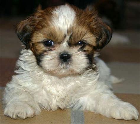 The 25 Cutest Pictures Of Mini Shih Tzus The Paws