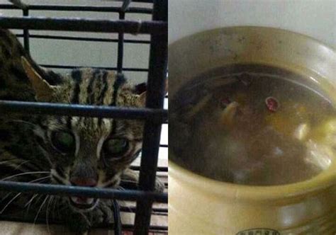 Outrage As Pics Of Chinese Woman Making Cat Soup Goes Viral On Internet