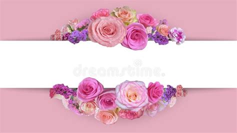 Pink Roses Border Frame Pink Flowers Banner In Pink Background Stock
