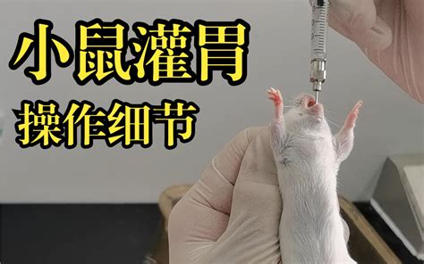 动物实验讲解（小鼠捉持腹腔注射灌胃）