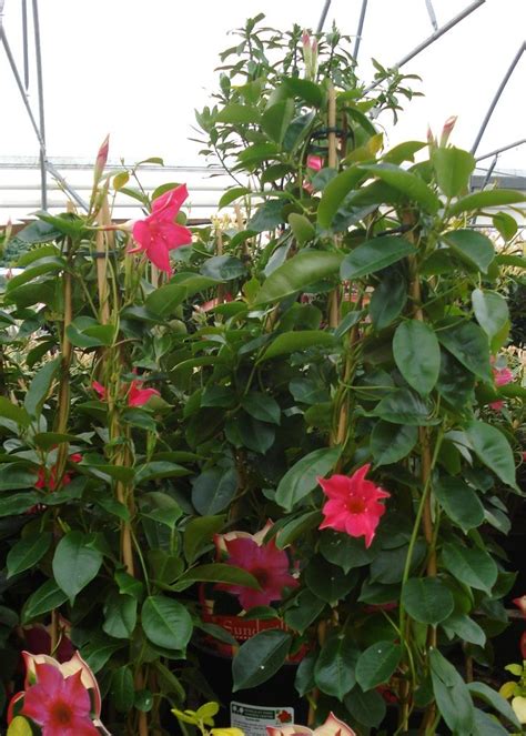 Johnsons' climbing annuals mixed seeds are great for livening up fences and trellis, bringing vibrant colours to your garden. Sundavilles (Evergreen Climbing Vine) | Evergreen climbing ...