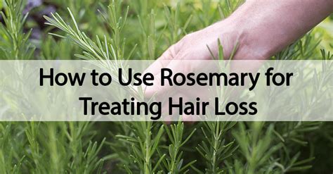 how to use rosemary for treating hair loss healthy holistic livinghealthy holistic living