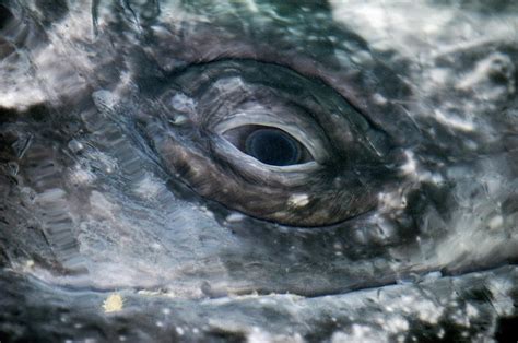 Grey Whale Eye Photograph By Christopher Swann Pixels