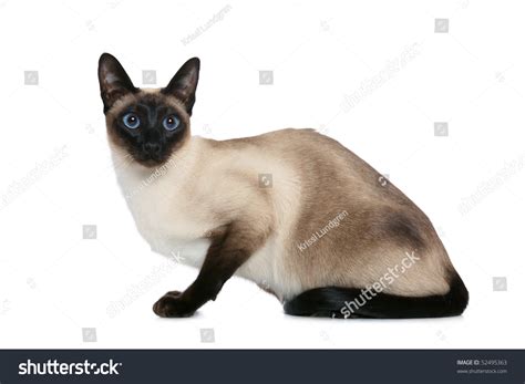 Old Style Siamese Stock Photo 52495363 Shutterstock