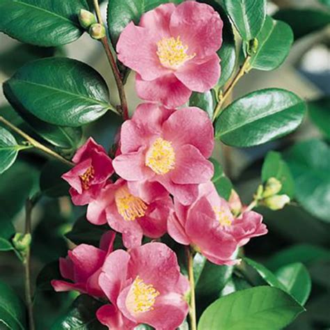 camellia japonica koto no kaori