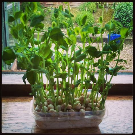 Stirring Food Grow Your Own Pea Shoots