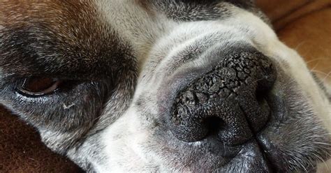 How To Treat Hyperkeratosis On Dogs Nose Or Paws Sep Sitename