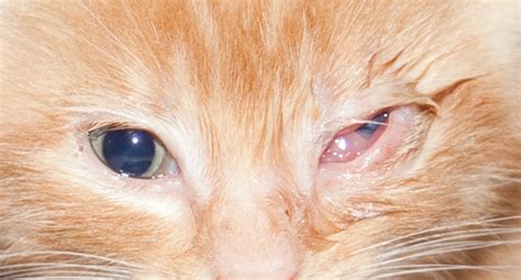 Cat Eye Infection Home Remedies Causes And Pictures Dogs Cats Pets