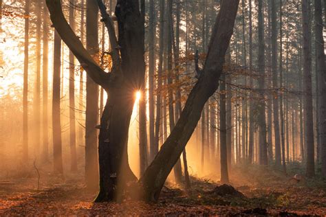 Sun Rays Blasting Through The Forest On A Beautiful Autumn Morning Here
