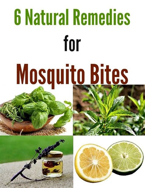 6 Natural Remedies For Mosquito Bites Urbannaturale Remedies For