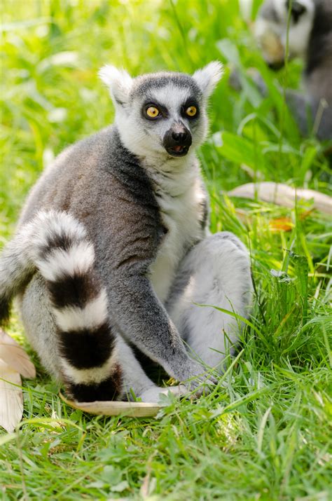 Free Images Animal Wildlife Zoo Mammal Fauna Primate Madagascar