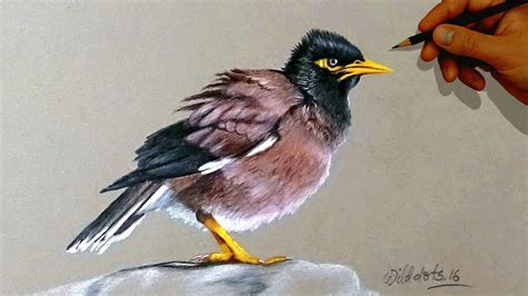 Realistic Colored Pencil Bird Drawing