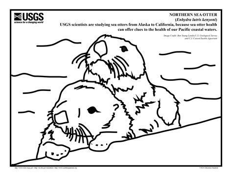 Otter Coloring Pages Download And Print For Free