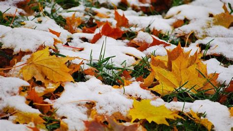 Snow On The Autumn Leaves Hd Desktop Wallpaper