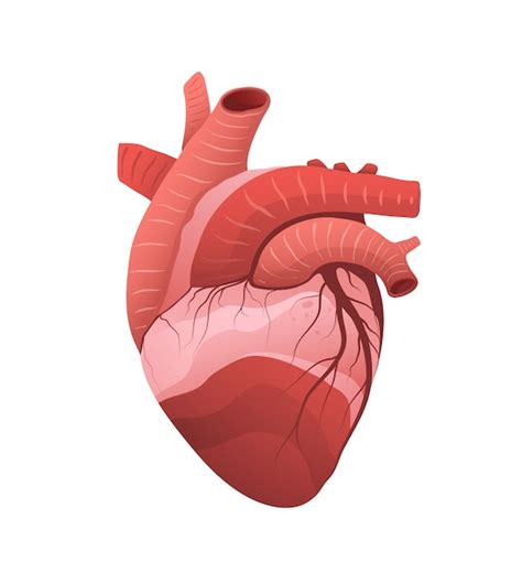 Premium Vector Heart Anatomy Detailed Model Illustration Human