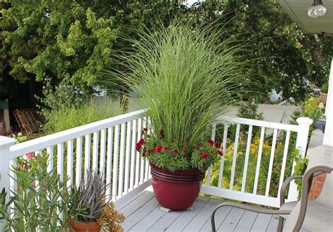 Best Ornamental Grasses For Containers Growing