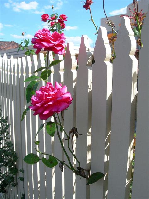 Pink Rose White Fence Fragrant Plant Rose Pink Roses