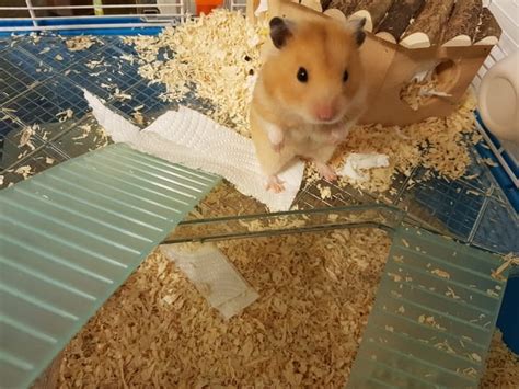 12 Reasons Why Hamsters Are Good Pets And A Few Cons