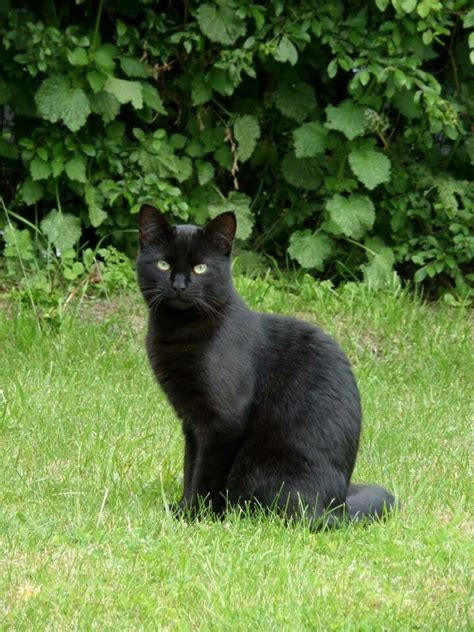 My Beautiful Black Cat Lucien Cats Outside Cat Aesthetic Cute Cats