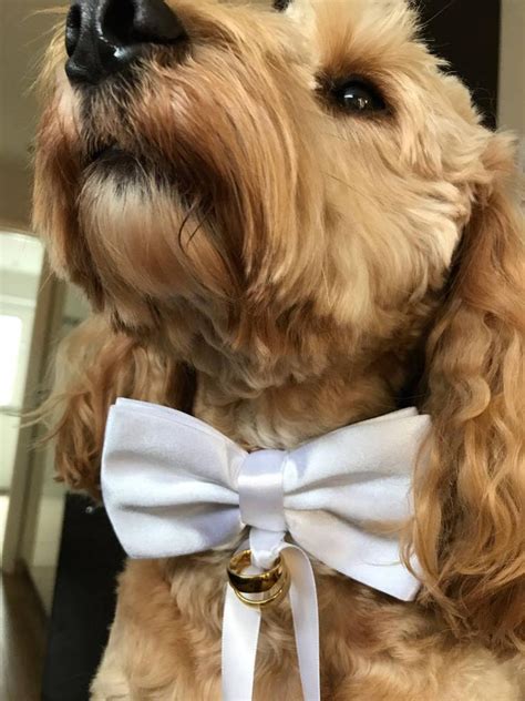 Dog Wedding Collar Ring Bearer Collar Dog Bow Tie Etsy Wedding Dog